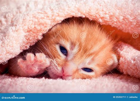 Newborn Kitten Stock Image - Image: 25352711