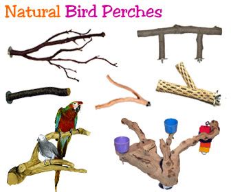 Perch Factory | Manzanita Perch - Natural Wood Perches for Birds