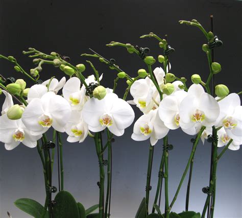 Orchid Plants - White Phalaenopsis | Orchidaceous! Orchid Blog