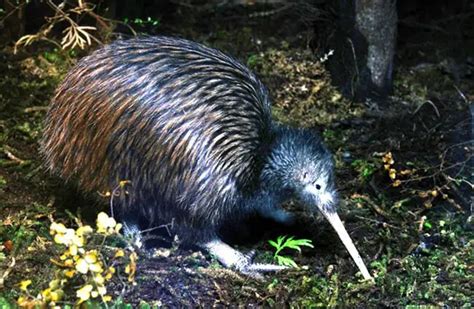 Kiwi - Description, Habitat, Image, Diet, and Interesting Facts