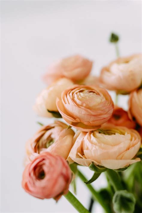 Persikkainen kimppu (With images) | Peach ranunculus, Peach bouquet, Ranunculus