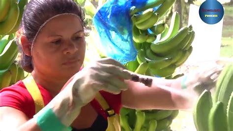 Amazing Modern Agriculture Banana Harvesting Processing - How To Banana Processing Work Machines ...