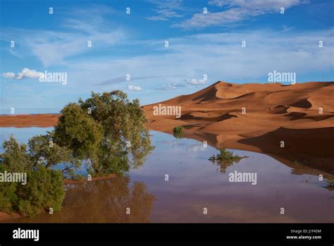 Pools of water amongst the sand dunes after a rain storm in the Sahara ...