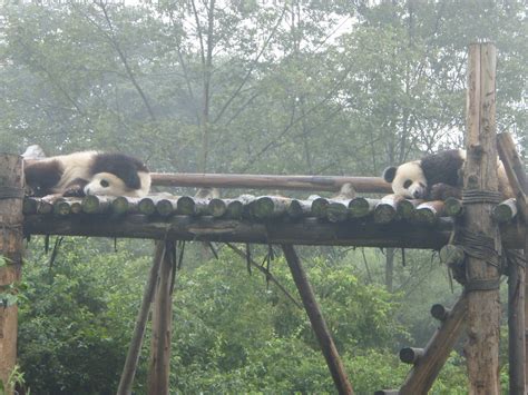 Giant Panda cubs sleeping | They all go to sleep in late mor… | Flickr