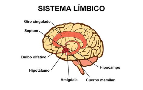 sistema-limbico | Sistema limbico, Anatomia del cerebro humano ...