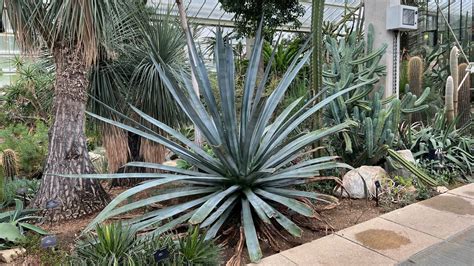 The Mexican plants of Kew | Kew