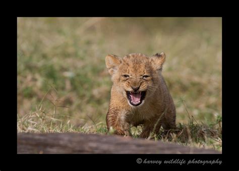 crying-cub: Pictures of lions in Kenya, Tanzania and South Africa