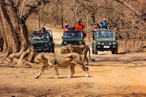 Things To Do In Sasan Gir Wildlife Sanctuary (2024)