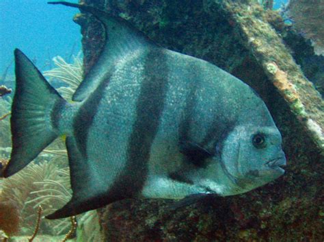 Atlantic Spadefish - Chaetodipterus faber - Key Largo, Florida - Photo 3 - Tropical Reefs