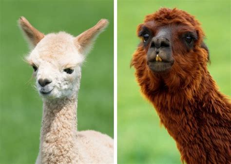 Foglio differenza vice versa lama o alpaca Disciplina Caricato Nominale