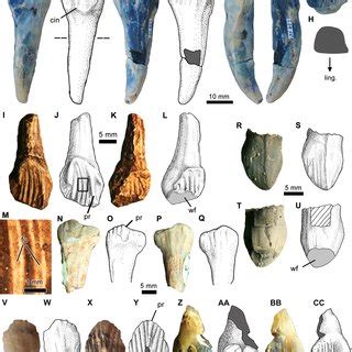 Isolated ornithopod dentaries from the Griman Creek Formation. Right ...