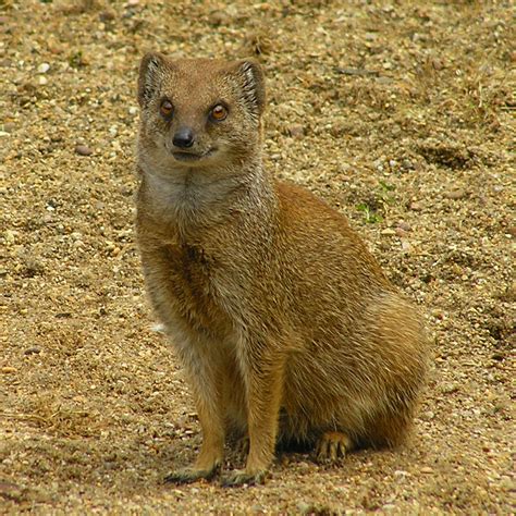 Yellow Mongoose | Cricket St Thomas Wildlife Park. See where… | Flickr