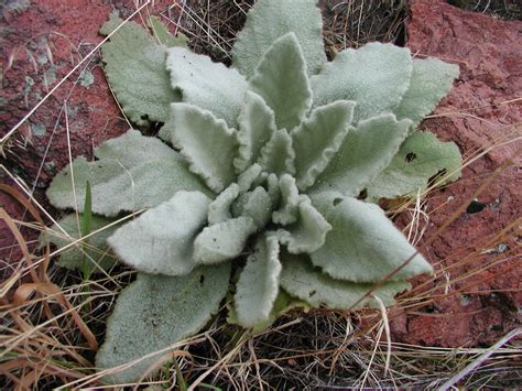 Plants of the Oregon High Desert - A Mountain Hearth