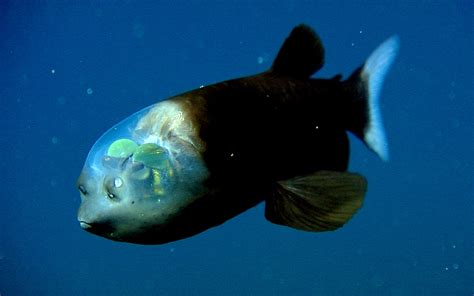 Barreleye : un poisson à la tête transparente | ScienceJunior.fr