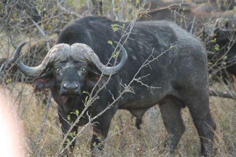 Water buffalo in South Africa | Water buffalo, Africa, South africa