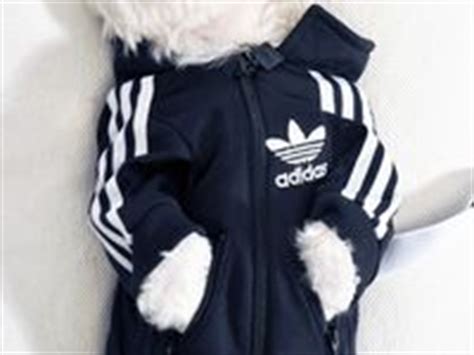 70 Maltese clothing ideas | maltese, maltese clothes, dog clothes