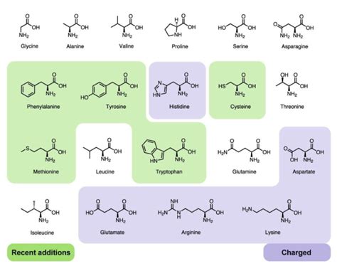 20 Amino Acids Diagram | Quizlet