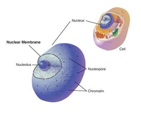 Nuclear Membrane