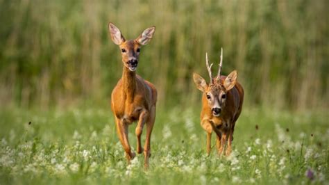 Roe Deer vs Red Deer Comparison (key differences explained)