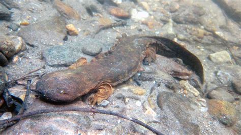 NC Wildlife Resources Commission seeks sightings of Eastern hellbender ...