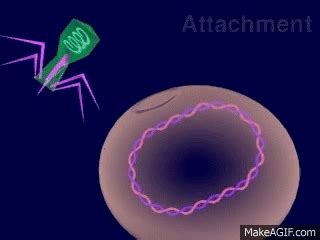 Lytic Cycle Animation