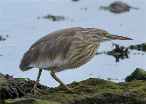 Pembrokeshire Birds: Squacco Heron still at Angle