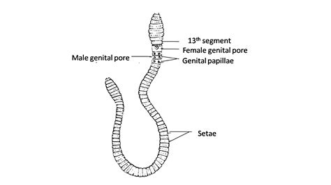 Draw the diagram of earthworm.