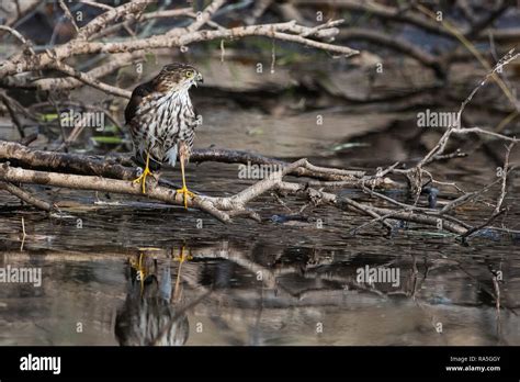 Juvenile sharp-shinned hawk Stock Photo - Alamy