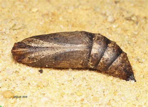 Elephant Hawk Moth, Deilephila elpenor, pupa | Flickr - Photo Sharing!