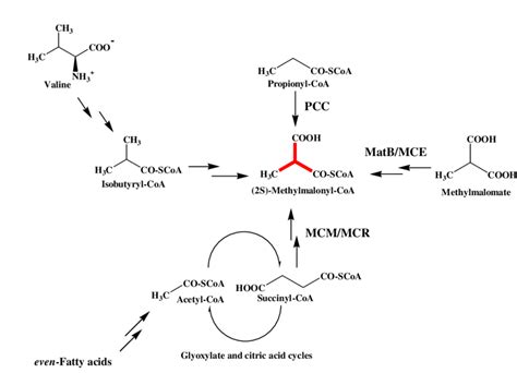 The pathways for methylmalonyl-CoA formation. PCC Propionyl-CoA... | Download Scientific Diagram