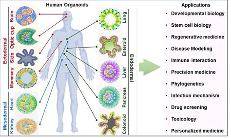 Introductory Chapter: Organoid Technology and Potential Applications ...