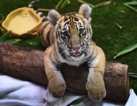 How Much Does A Pet Tiger Cub Cost - PetsWall