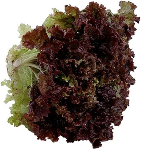 Red-leaf lettuce | Recipes Wiki | FANDOM powered by Wikia