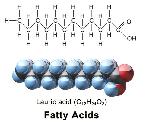 Lipids: AP® Biology Crash Course Review | Albert.io