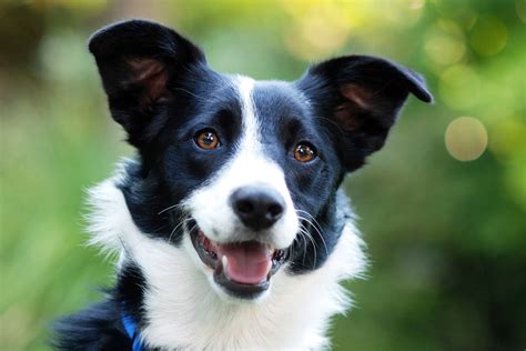 Border Collie Dog Breed Information | Facts, Temperament