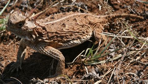 Horned Lizard Species of North America - Horned Lizard Conservation Society