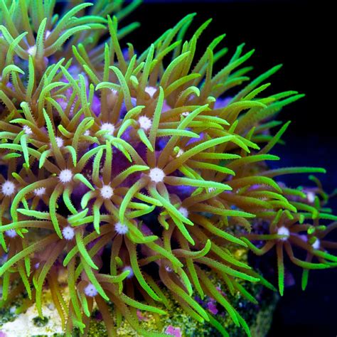 Tidal Gardens - Green Star Polyps