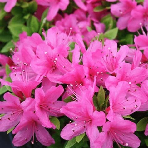 Azalea japonica Pink Colourful Evergreen Outdoor Garden Shrub Plant in 2L Pot | eBay