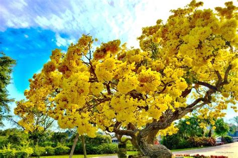 Mengenal Bunga Tabebuya, Tanaman yang Indah dan Mirip Sakura ...