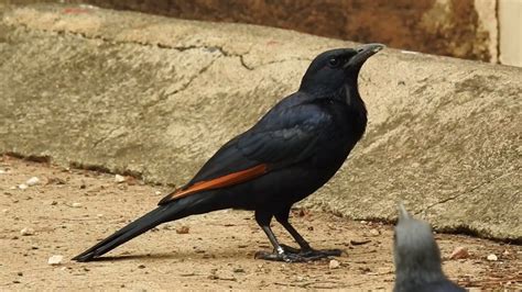 South African birds - Red-winged Starling Onychognathus morio - YouTube