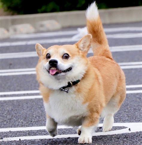 This Corgi Has Perfectly Hilarious Expressions For Every Occasion And These 14 Are Our Favorites ...