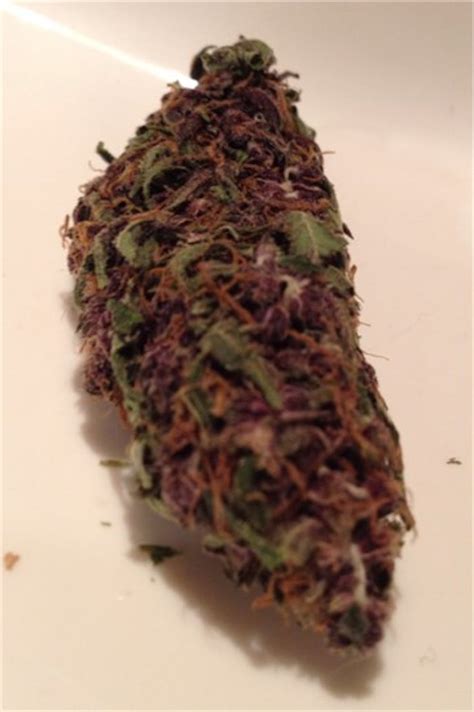 Photos of Black Mamba Weed Strain Buds | Leafly