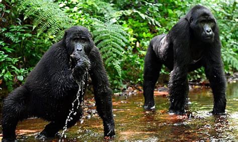 Gorilla trekking in uganda - uganda gorilla safari , uganda gorilla trekking