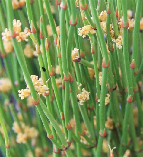 Chinese Ephedra Plant Care & Growing Basics: Water, Light, Soil ...