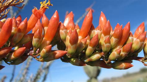 10 Native Plants to Plant in Arizona for Year-Round Color and Beauty