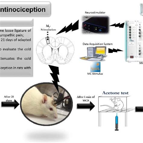 Graphical abstract: Motor cortex stimulation (MCS)-induced... | Download Scientific Diagram