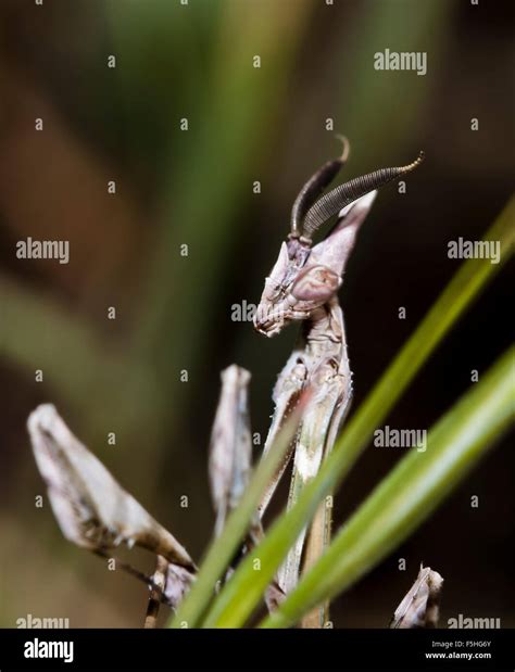 mantis in a native habitat Stock Photo - Alamy