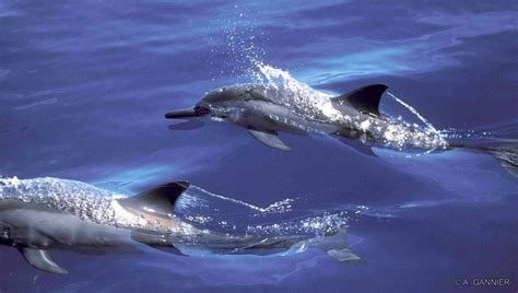 Dauphin à long bec // Spinner dolphin – Cétologie – Baleines et dauphins, le magazine en ligne