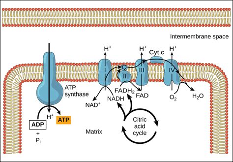 Oxidative phosphorylation and chemiosmotic theory | Biological ...