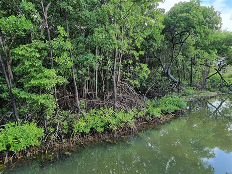 Home | Curacao Rif Mangrove Park